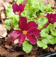 Primula juliana 'Moorheimii'